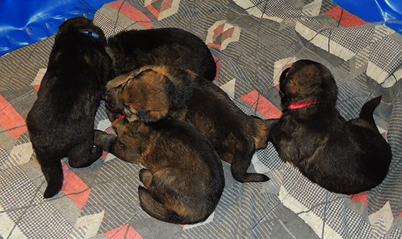 Elfie Lord T Litter 16 days 1