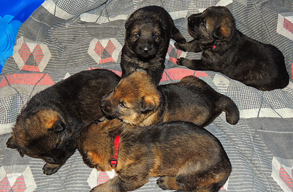 Elfie Lord T Litter 16 days 2