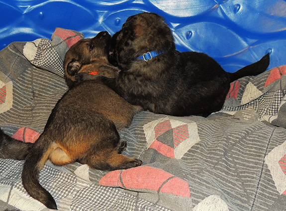 Elfie Lord T Litter 16 days 3