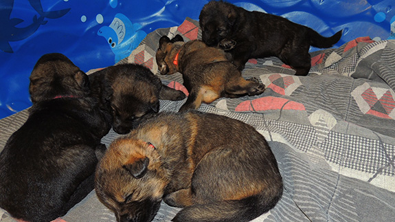 Elfie Lord T Litter 16 days 4