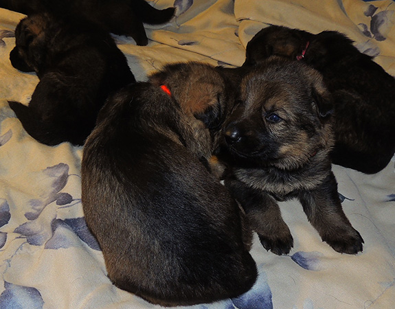 Elfie Lord T Litter 18 days 1