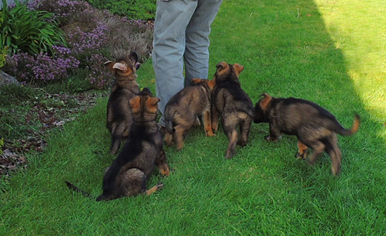Elfie Lord T Litter 2015 1