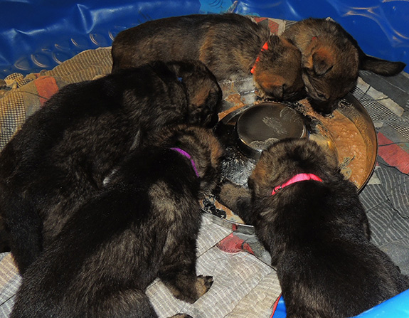 Elfie Lord T Litter 23 days 1st feeding