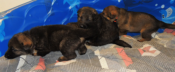 Elfie Lord 23 days old 3