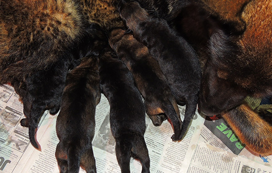 Elfie Lord T LItter 24 hrs 1