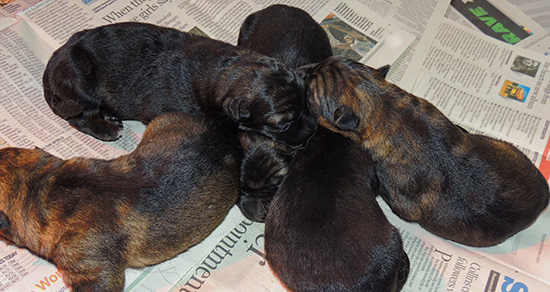 Elfir Lord T Litter 24 hrs 3