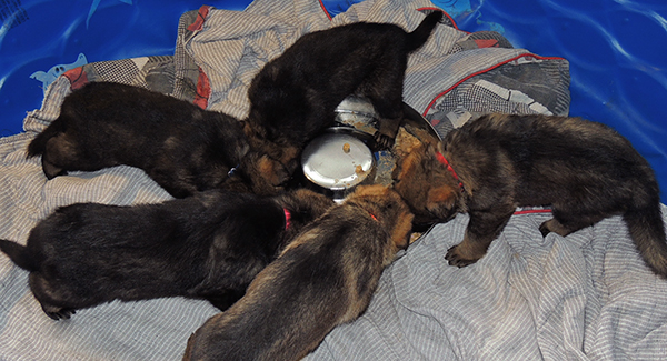 Elfie Lord T Litter 4 wks