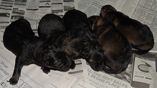 Elfie Lord T Litter Newborns1