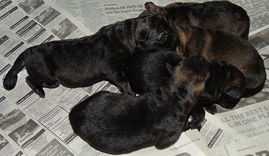 Elfie Lord T Litter Newborns 2