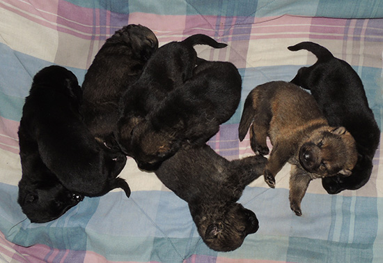Elfie Lord D Litter 15 days old 1