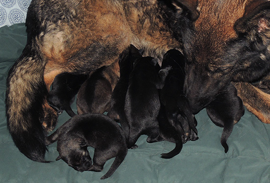 Elfie Lord D LItter 5 days1