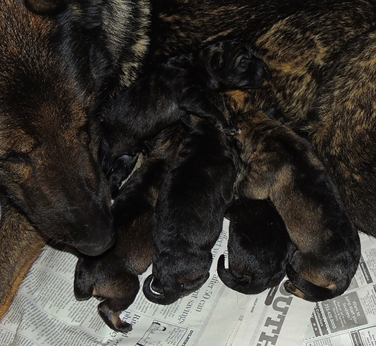 Elfie Lord T Litter Newborns 3