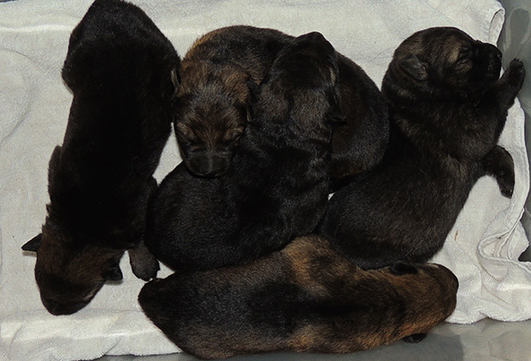 ElfieLordTLitter1wkold