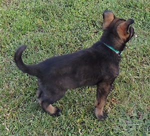 Turquoise collar black sable male