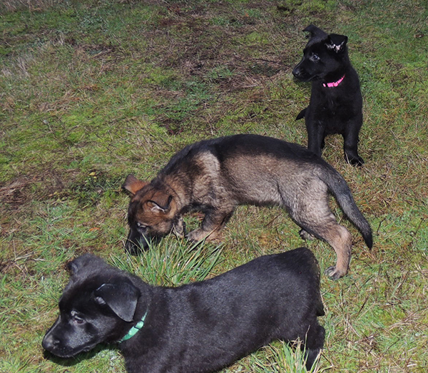 Pink collar female_Sable male and Black male