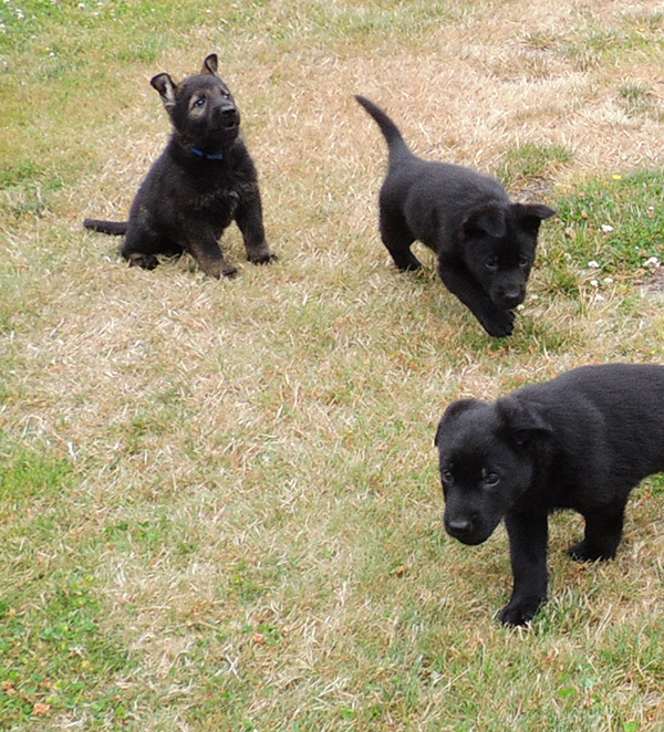 Hetja Gerry M Litter males royal blue sable and black males