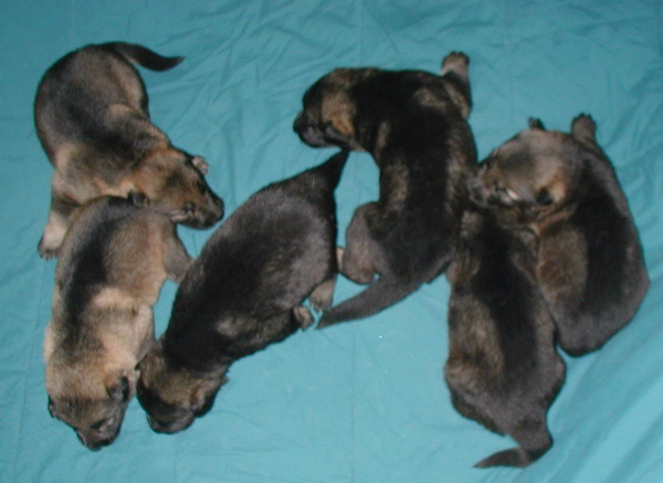 Ingka Lux pups 12 days old 600w