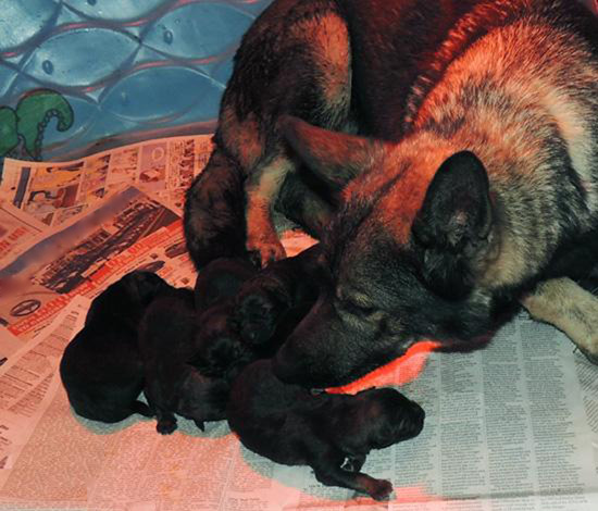 Ingka's newborns