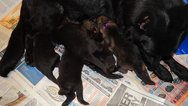 Isy WuffJager A Litter 16 days 6