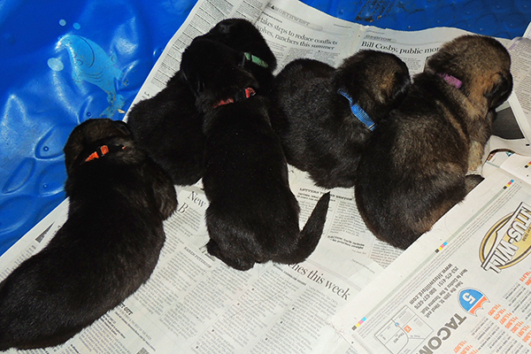 isy WuffJager A Litter 16 days 2