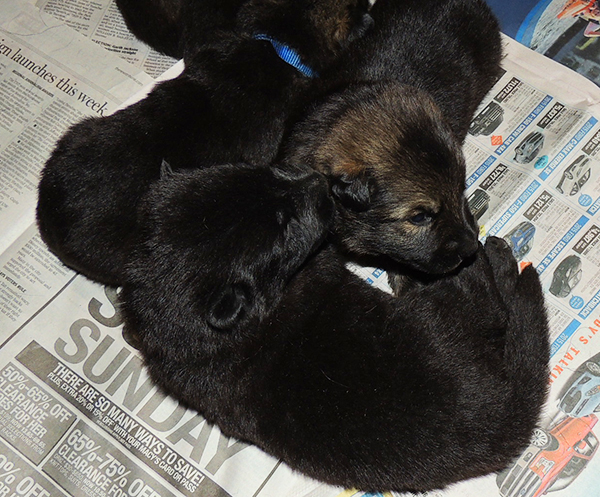 isy Wuffjager A Litter 16 days 4