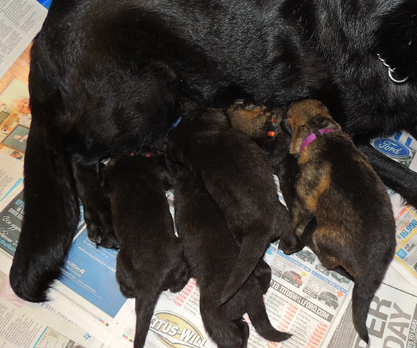Isy Wuffjager A Litter 16 days 7
