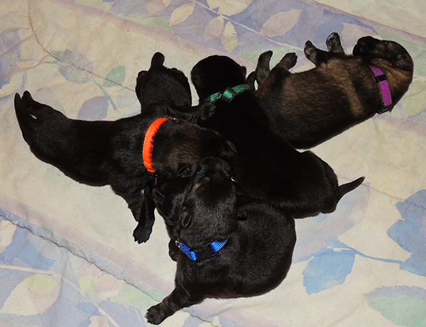 Isy WuffJager A Litter 7 days 4