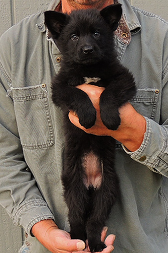 Isy WuffJager A Litter 7 wks blk fe Red collar