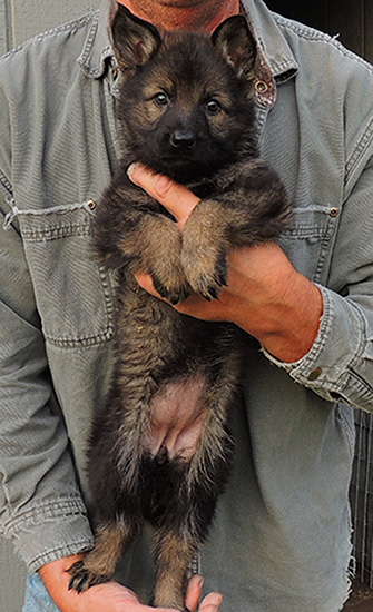 Isy WuffJager A Litter 7 wks blk sable fe Orange collar