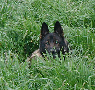 Lux in the grass 9yr8mos