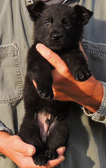 Nikita Gerry B Litter 6.5 wks Blk Male Royal collar