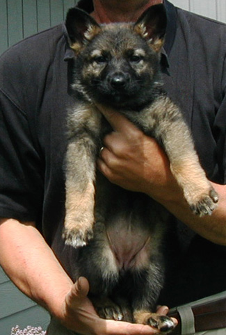 Odessa Norbo blk sable pink collar female 6.5 wks