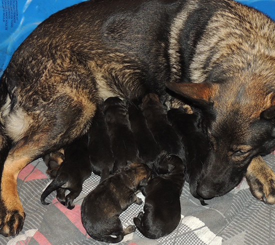 Xenna Gerry O Litter 24 hrs 1