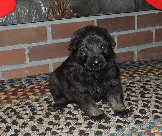 Qash Norbo W Litter Red Collar Male 20 days