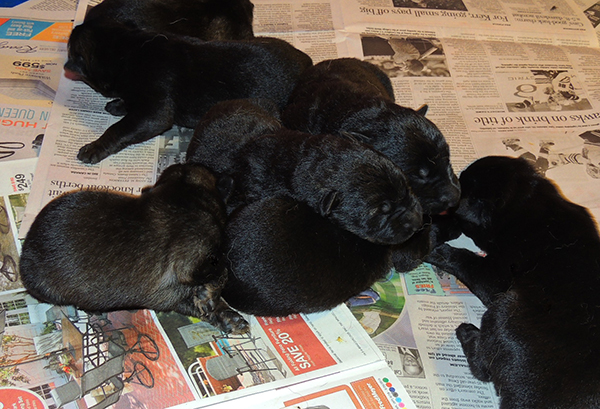 Tina AGero Z Litter 5 days old1