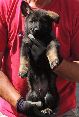 Tina gerry C Litter Turquoise collar sable male 6.5 wks