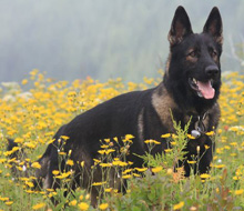 WuffJager WPPhoto