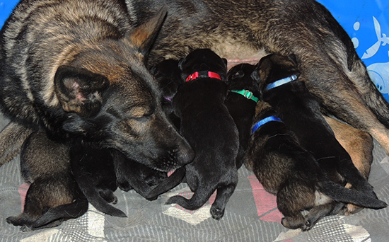 Xenna Gerry O Litter 13 days 2