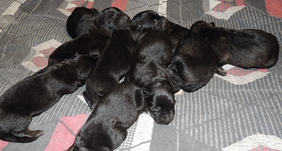 Xenna Gerry O Litter 24 hrs 2