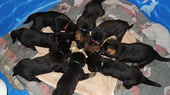 Xenna Gerry O Litter 26 days 1