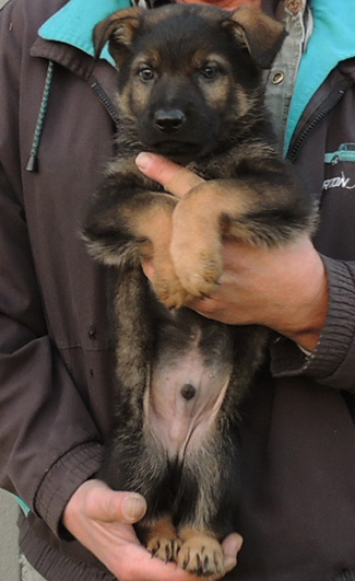 Xenna Gerry Lt Blue Sable male 6 wks