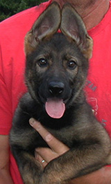 Y Litter Female Yulia 10.5 wks