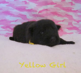 Yellow girl 2 wks 1