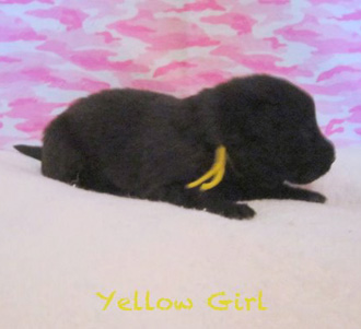 Yellow Girl 2 wks 2