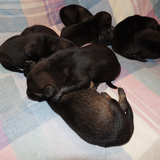 Yeltsa Gerry L Litter 6 days 1