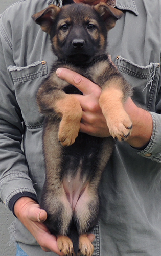 Yeltsa Gerry L LItter Blk collar female 7.5 wks