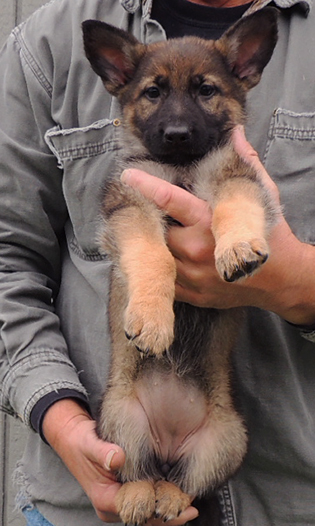 Yeltsa Gerry L Litter Purple collar Female 7.5 wks