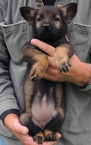 Yeltsa Gerry L Litter Red Collar Female 7.5 wks