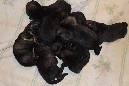 Yeltsa Gerry L Litter 12 days 