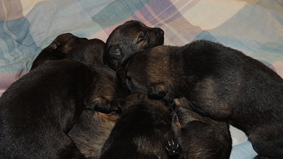 Yeltsa Gerry L Litter 13 days